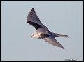 _2SB0384 white-tailed kite